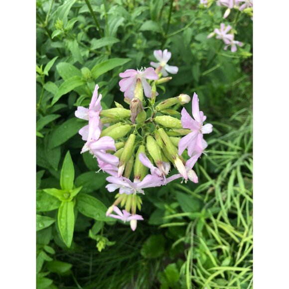 100+ Soapwort Seeds, Saponaria officinalis , perennial herb, soap making - Picture 3 of 3